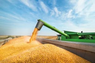 El maíz, intervenido por el Gobierno