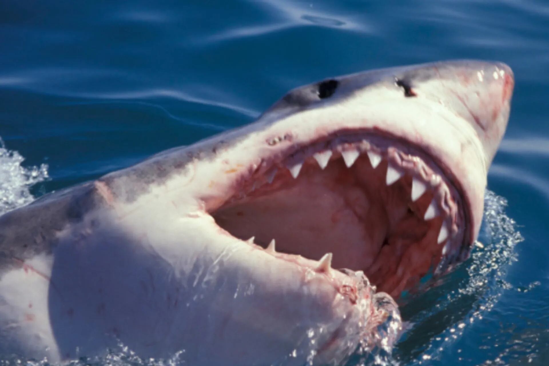 Abundancia Exclusión Arado La experiencia extrema de nadar con tiburones adentro de jaulas - LA NACION
