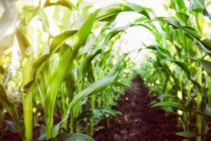 Se afectará la rentabilidad del maíz, entre otros productos