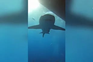 23-02-2022 Fotógrafo marino se encontró con una manada de tiburones SOCIEDAD YOUTUBE - VIDELO - JOSH BLANK