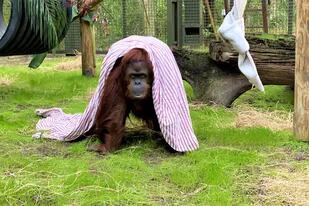 La orangutana Sandra llegó al refugio Centro para Grandes Simios de Florida, en Estados Unidos