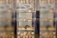 Filmaron a una rata comiendo una medialuna en una panadería de Congreso: qué dijo el dueño