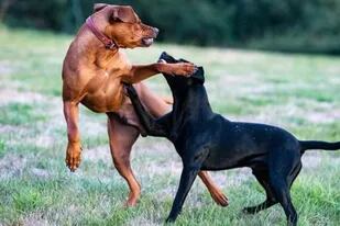 Las peleas entre perros en los parques es una situación que ocurre a diario