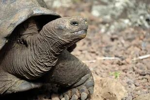 Un estudio de ADN determinó que las tortugas gigantes que habitan la isla San Cristóbal en Galápagos corresponden a una nueva especie que aún no ha sido descrita por la ciencia, informó el Ministerio del Ambiente de Ecuador el 10 de marzo de 2022