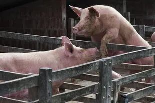 Con un buen manejo de efluentes, las granjas porcinas podrían convertirse en ejemplos de economía circular