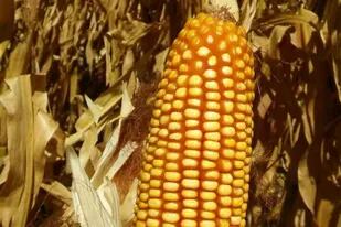 En algunas zonas, como en Laborde, en el sur cordobés, los maíces sembrados temprano se colgaron del agua subterránea y en buenos ambientes hoy expresan altos rindes. También recibieron buen aporte de nitrógeno para acompañar esa disponibilidad de agua