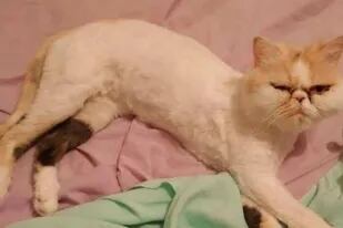 Kitty, la gata persa después de haber sobrevivido al lavarropas