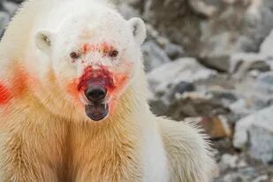 Un oso polar ensangrentado después de matar y comer la grasa de una foca en un fiordo remoto en el norte de Spitsbergen, Svalbard