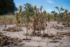 El impacto real de la sequía todavía no aparece entre las previsiones del USDA