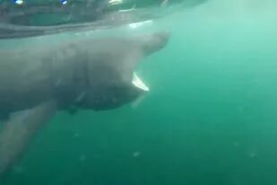 Registró con su cámara sumergible el encuentro cara a cara con el tiburón peregrino
