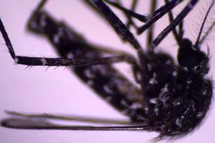El mosquito Aedes vittatus ya era conocido en otras regiones. Pero fue detectado recientemente en República Dominicana y Cuba