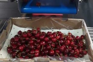 En la última campaña Extraberries exportó 1500 toneladas