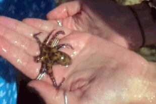 En el video puede verse al pulpo de manchas azules entre sus manos, mientras su amiga le echa agua y el molusco aparentemente inofensivo mueve sus tentáculos