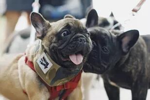 El bulldog francés le quitó el primer puesto al labrador retriever, perro que fue el preferido de lo estadounidenses durante las últimas tres décadas