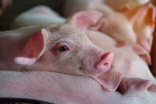 Distinguir un cerdo de otro puede ayudar a combatir la gripe porcina, pero falta crear una base de datos con sus rostros y encontrar cómo rastrear el resto de su cuerpo
