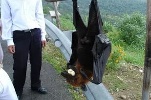 En las últimas horas, las imágenes del murciélago de mayor tamaño del mundo sorprendieron a miles y se convirtieron en viral
