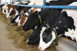 Un sensor que se le coloca a la vaca brinda información para la toma de decisiones