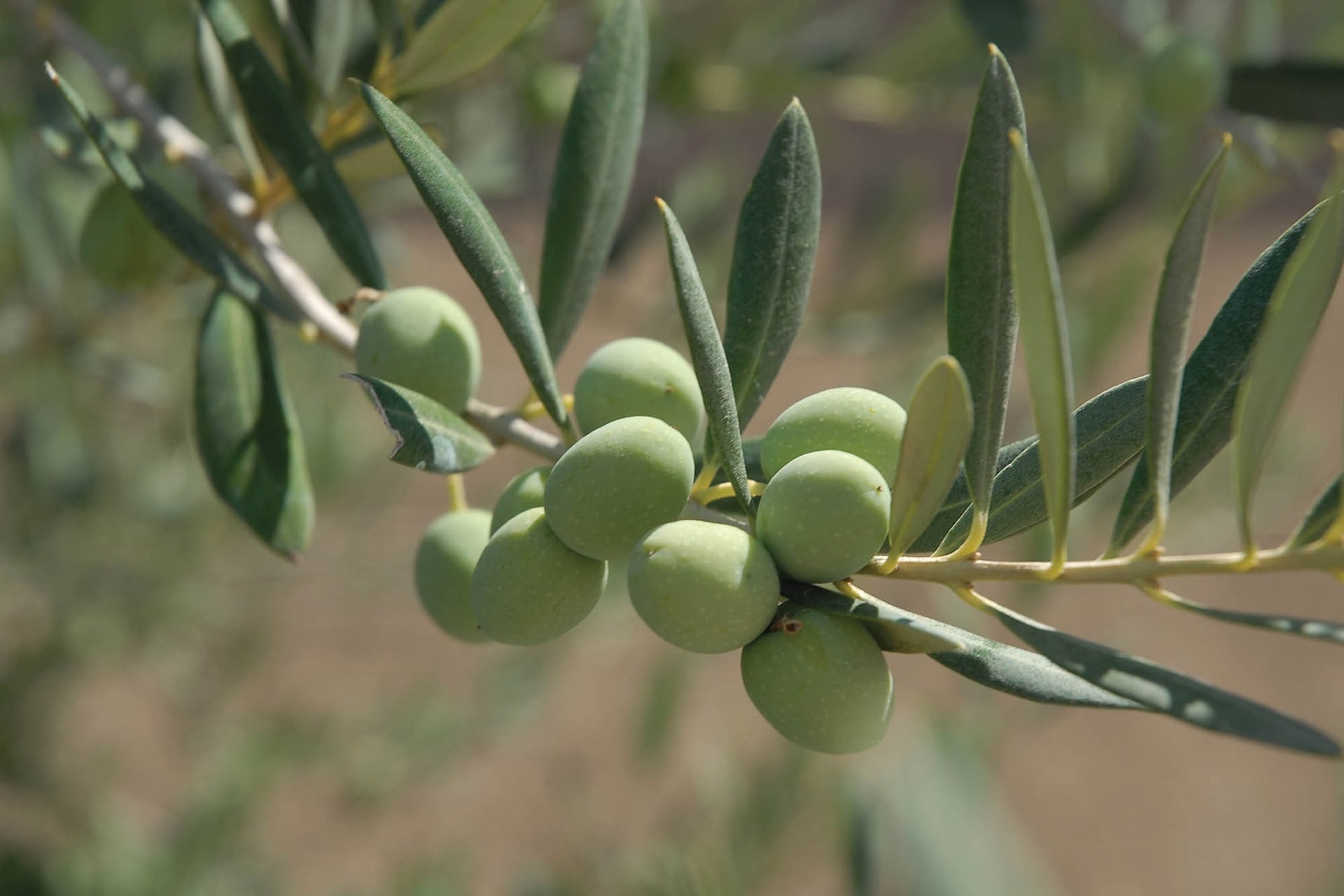 El mítico olivo (Olea europaea) en plena fructificación.