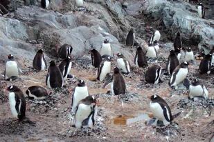 Colonia de pingüinos de vincha antártico