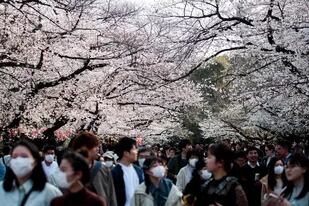 Cientos de japoneses celebraron el Día de la Primavera en los parques de Tokio
