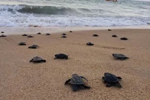 Las tortugas marinas en Florida son principalmente hembras, una situación que ya generó preocupación en la comunidad científica