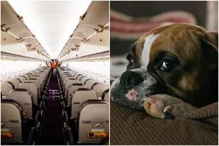 Un bulldog generó una desagradable escena en un avión