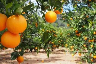Europa suspendió la compra de las naranjas argentinas