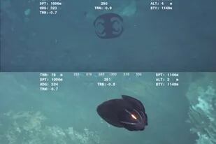 Una extraña criatura que adopta aspectos extraños fue filmada en las profundidades del Océano Índico    Foto: Captura de video