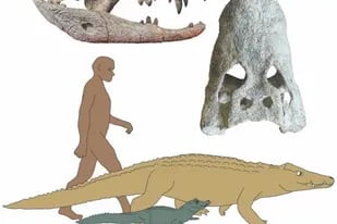 16/06/2022 Investigadores dirigidos por la Universidad de Iowa han descubierto dos nuevas especies de cocodrilos que vagaban por partes de África hace entre 18 y 15 millones de años y se alimentaban de antepasados humanos. POLITICA INVESTIGACIÓN Y TECNOLOGÍA CHRISTOPHER BROCHU, UNIVERSITY OF IOWA.
