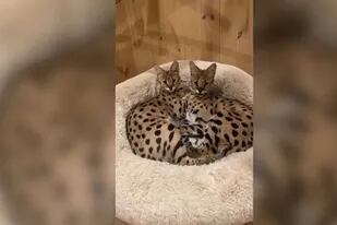 18-01-2022 Estos dos gatos serval tienen algo especial SOCIEDAD VIDELO - CATERS  - @LONDON_BIG_CAT