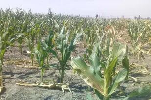 Maíz afectado por sequía en Marcos Juárez