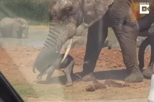 La sorprendente agresión del elefante adulto quedó registrada en un video filmado por un turista desde su auto