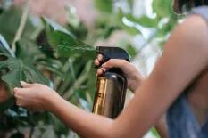 4 claves para saber si tus plantas no disfrutan del aire acondicionado tanto como vos