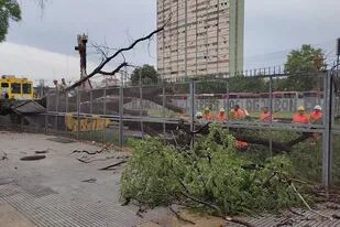 Tren Sarmiento, con servicio acotado entre Haedo y Moreno: se cayó un árbol sobre uno de los rieles a la altura de Liniers