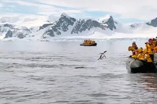 El pingüino papúa que milagrosamente se salvó de ser comido por un grupo de orcas
