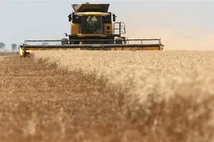 Según el Gobierno, el crédito busca facilitar "mejores condiciones" a los molinos para la compra de trigo en el actual contexto