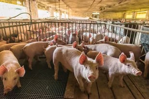 En el mundo: A nivel global, la producción porcina está pendiente de lo que sucede en China