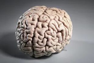 En muchos aspectos, el cerebro sigue siendo un enigma para la ciencia
