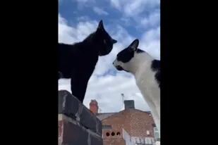 Los dos gatos parecen balbucear palabras