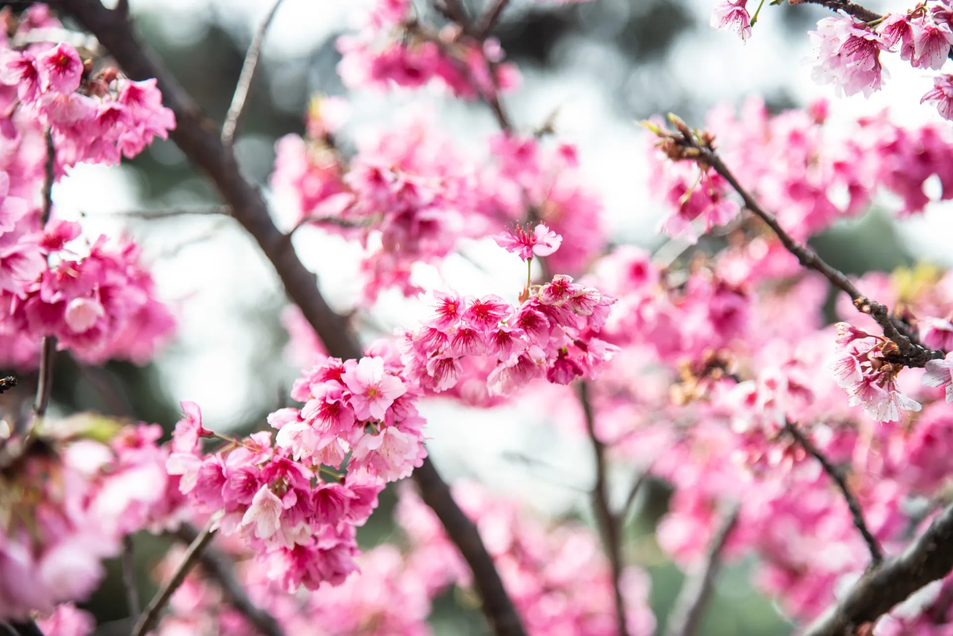 Florecen los cerezos y el Jardín Japonés se tiñe de rosa - LA NACION