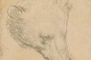 Cabeza de oso, de Leonardo da Vinci