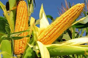 El maíz es clave para la rotación