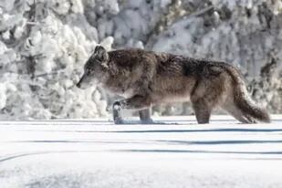 El parásito que provoca esquizofrenia en humanos y ayuda a los lobos a  liderar manadas - LA NACION