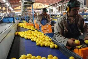 La suba de costos afecta a la industria del limón