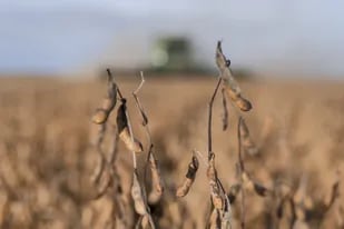 El clima sigue afectando las expectativas par la soja en la Argentina
