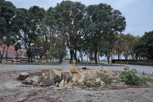 El histórico ombú ubicado en el paseo del Bajo, frente al Ministerio de Defensa, fue retirado por la presencia de un hongo que debilitó su estructura interna