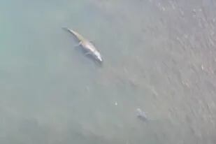 Un tiburón se encontró cara a cara con un cocodrilo de agua salada frente a la costa de Australia