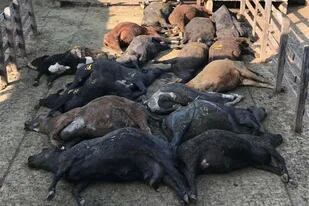 Cientos de animales muertos en los corrales del Mercado de Liniers