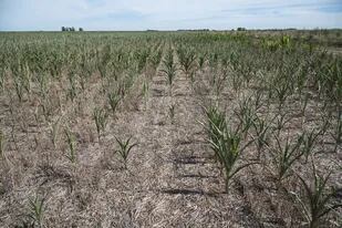 En la zona de Sanford, Santa Fe, la sequía impactará fuerte sobre los rindes del maíz