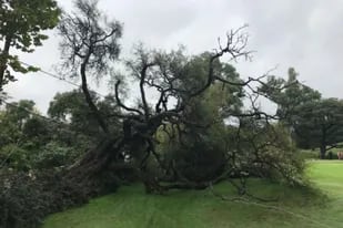La caída del árbol cercano al green del hoyo 10 del Córdoba Golf Club